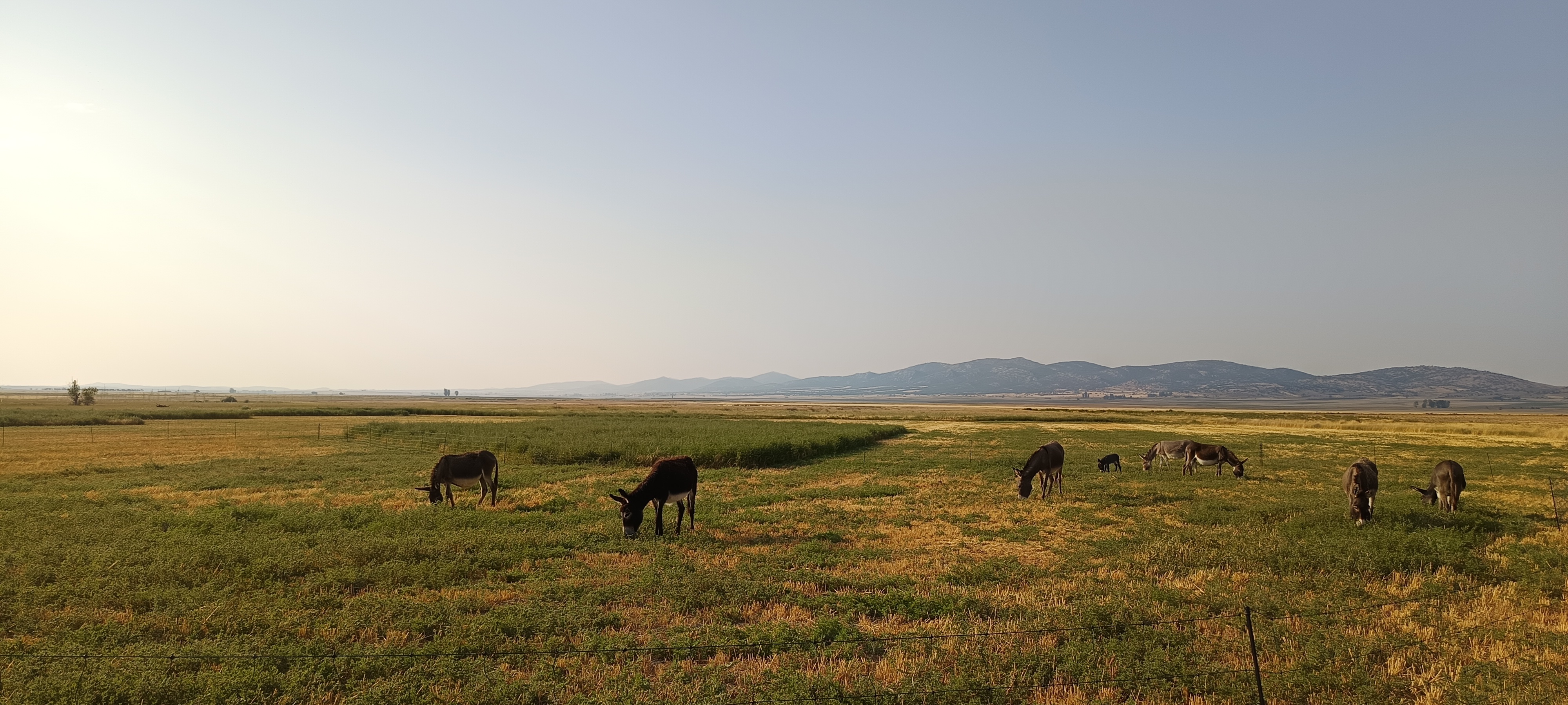Burros en Teruel - imagen 2