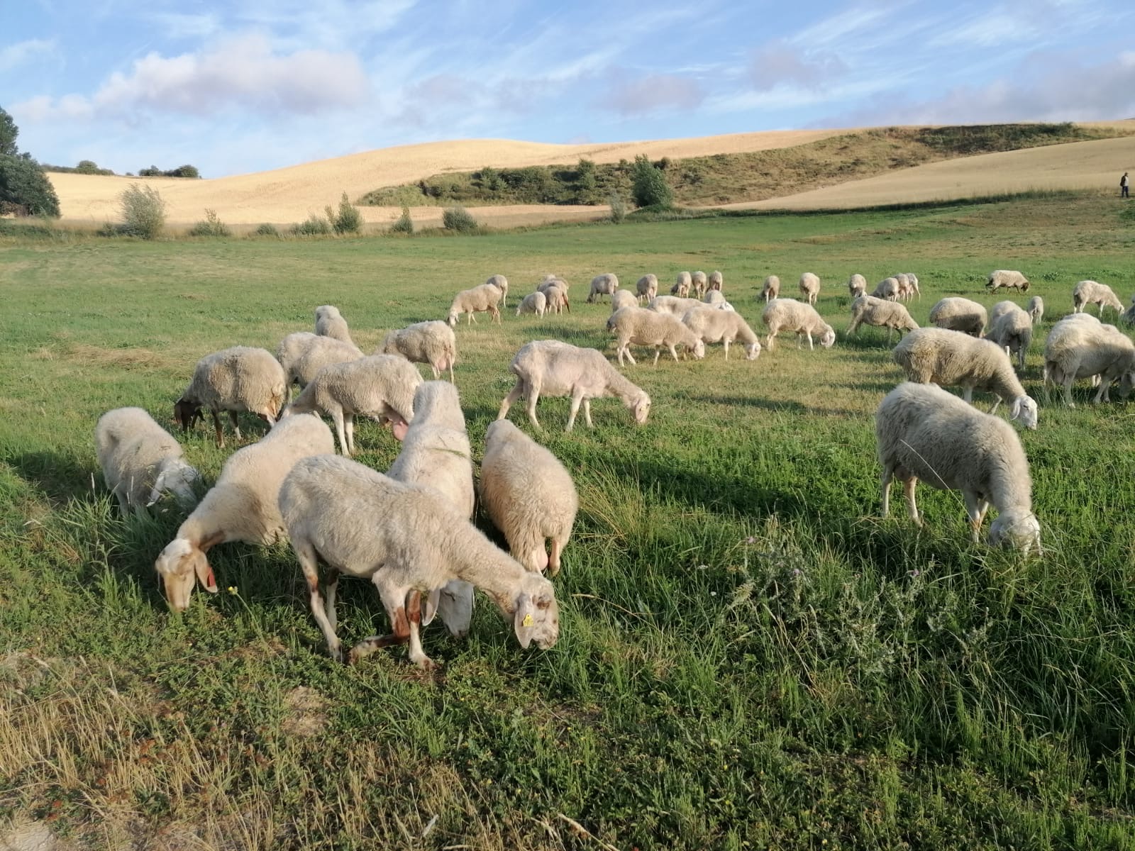 Ovejas preñadas en Burgos - imagen 4