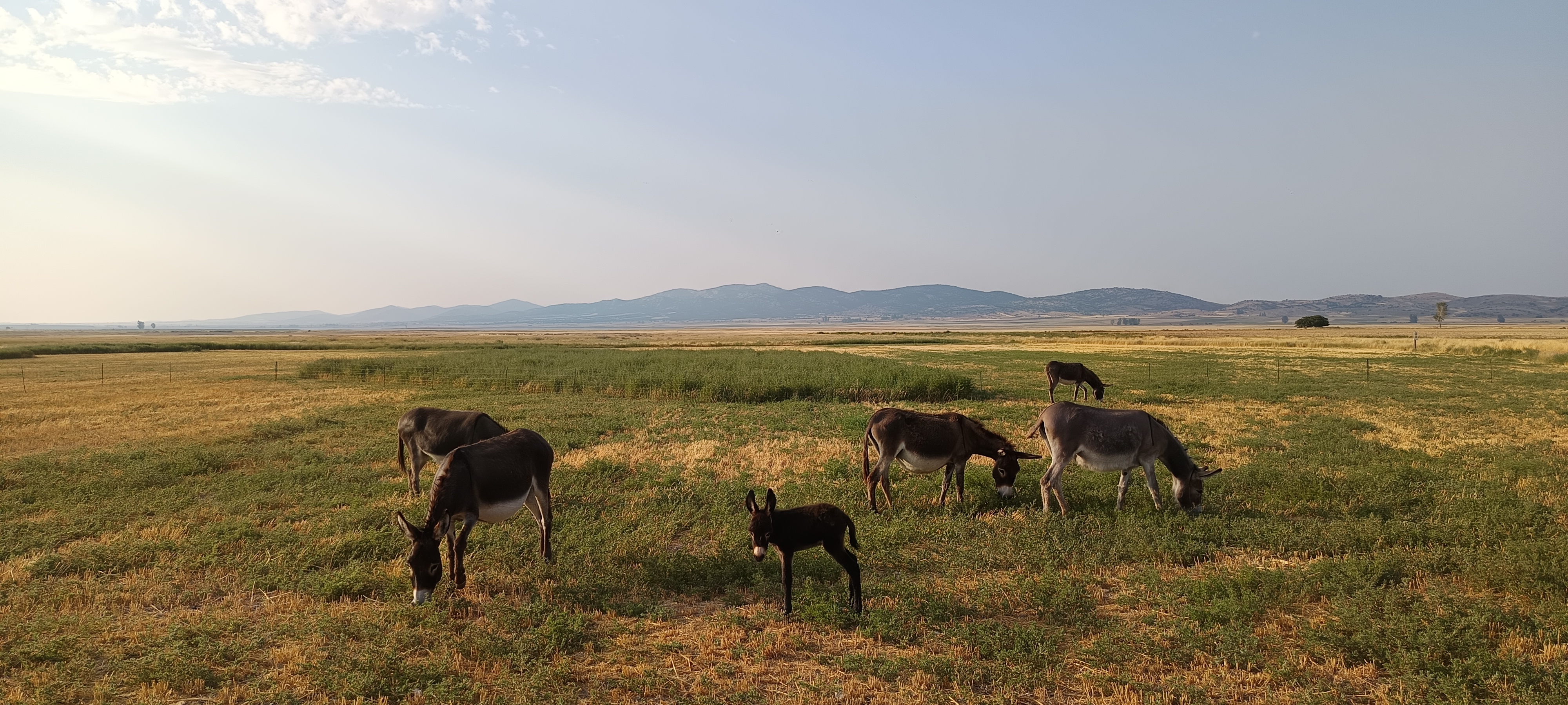 Burros en Teruel