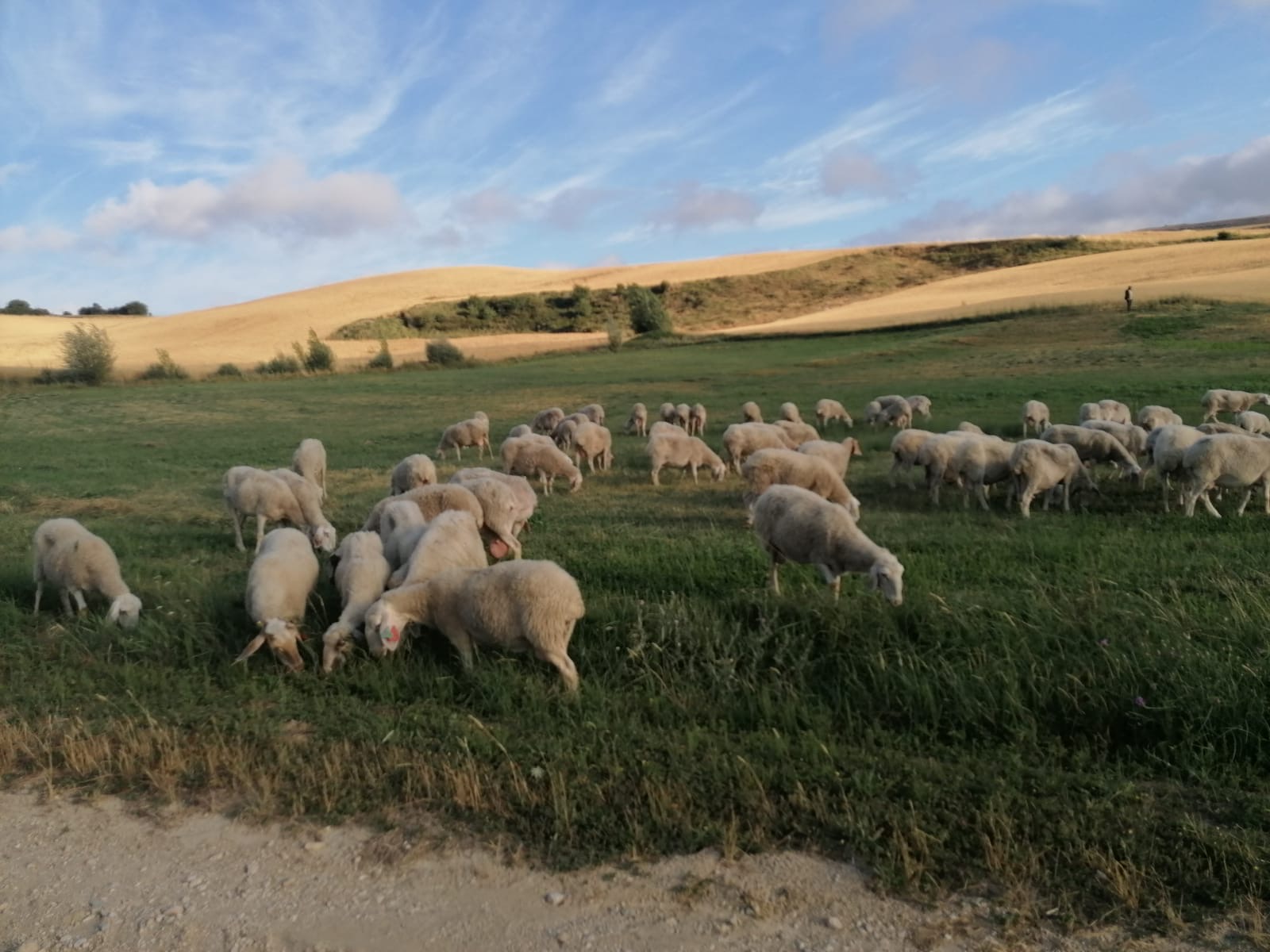 Ovejas preñadas en Burgos - imagen 1