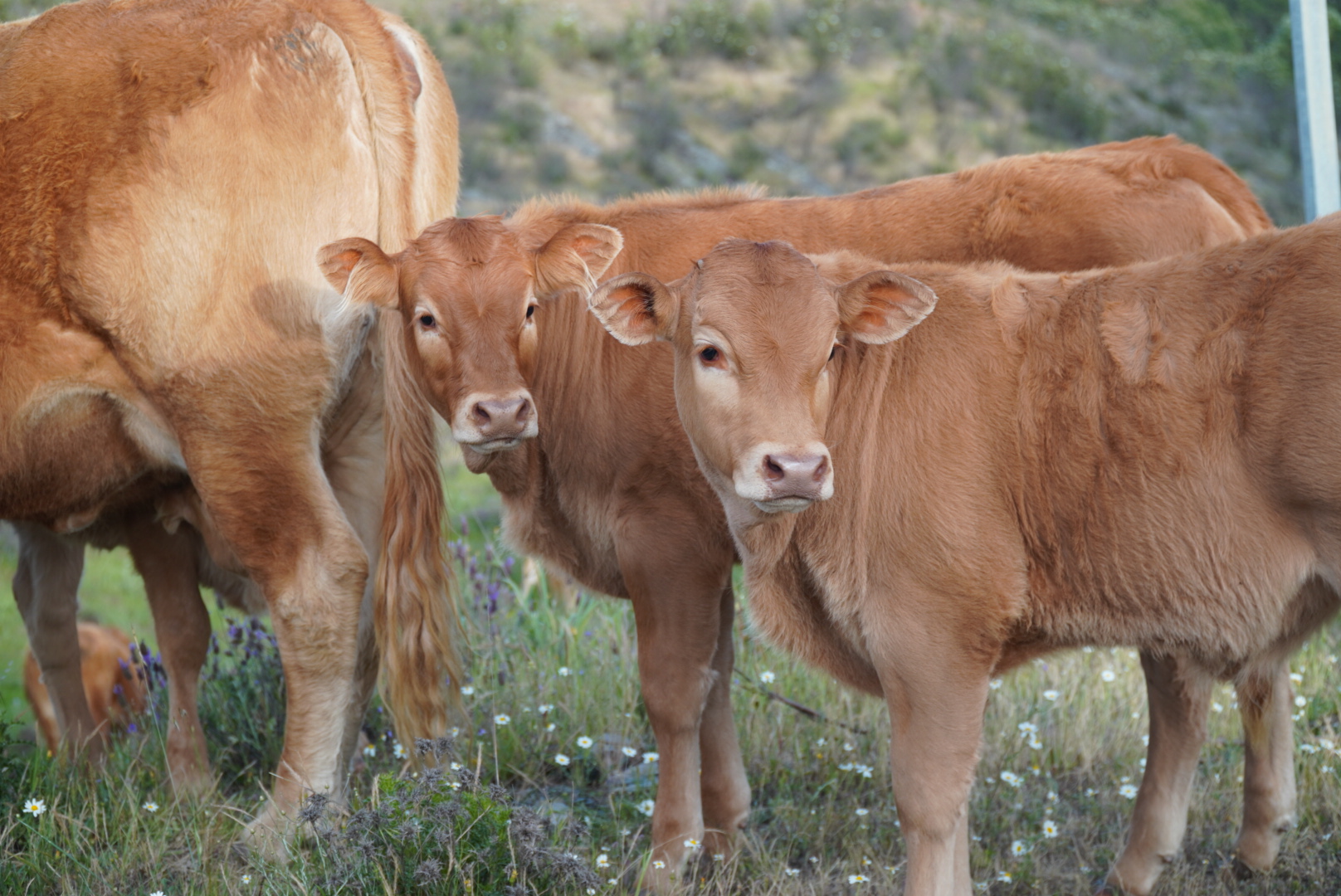 Becerras limousin ecológicas seleccionadas en Huelva - imagen 1