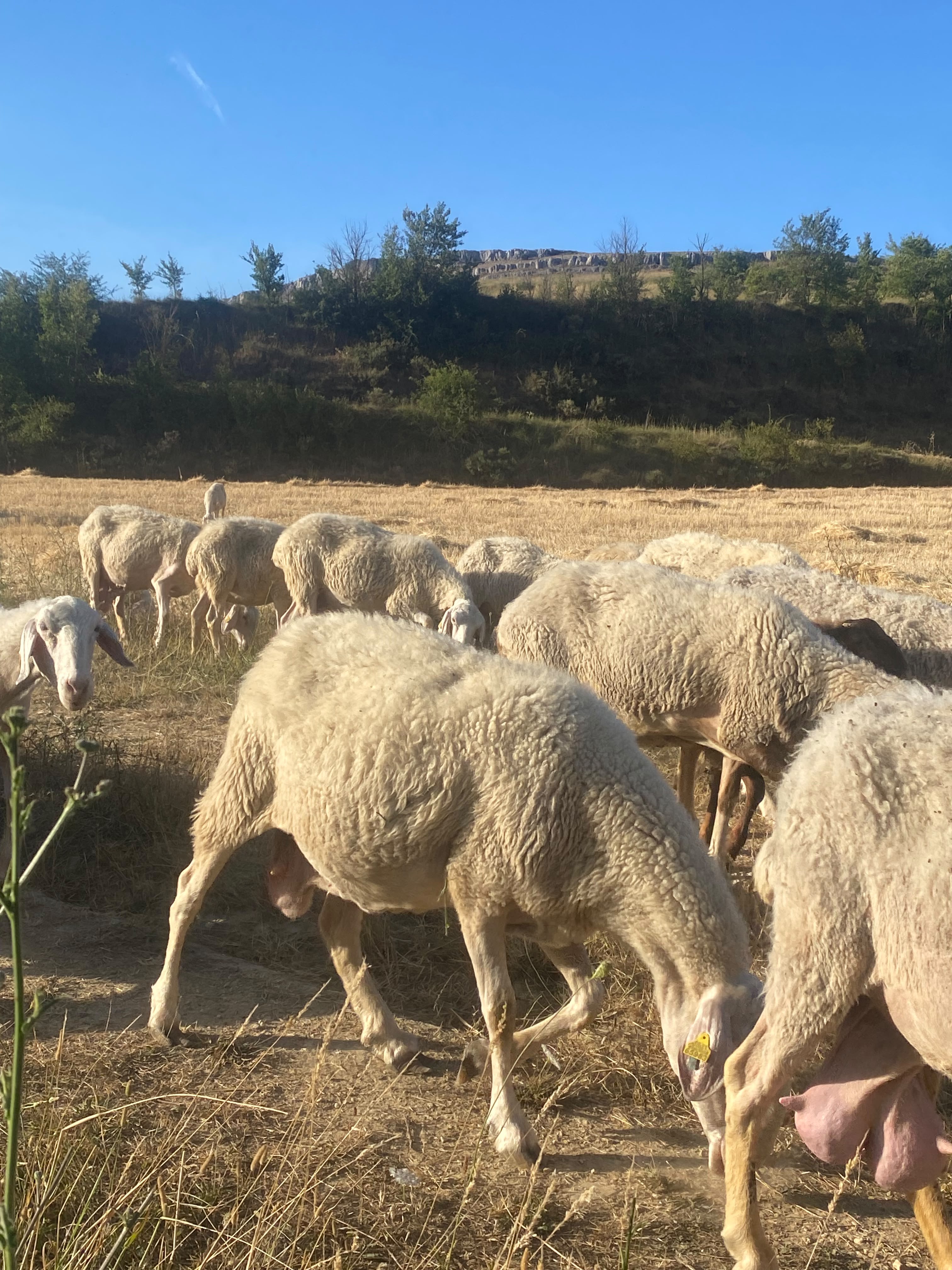 Ovejas preñadas en Burgos - imagen 6