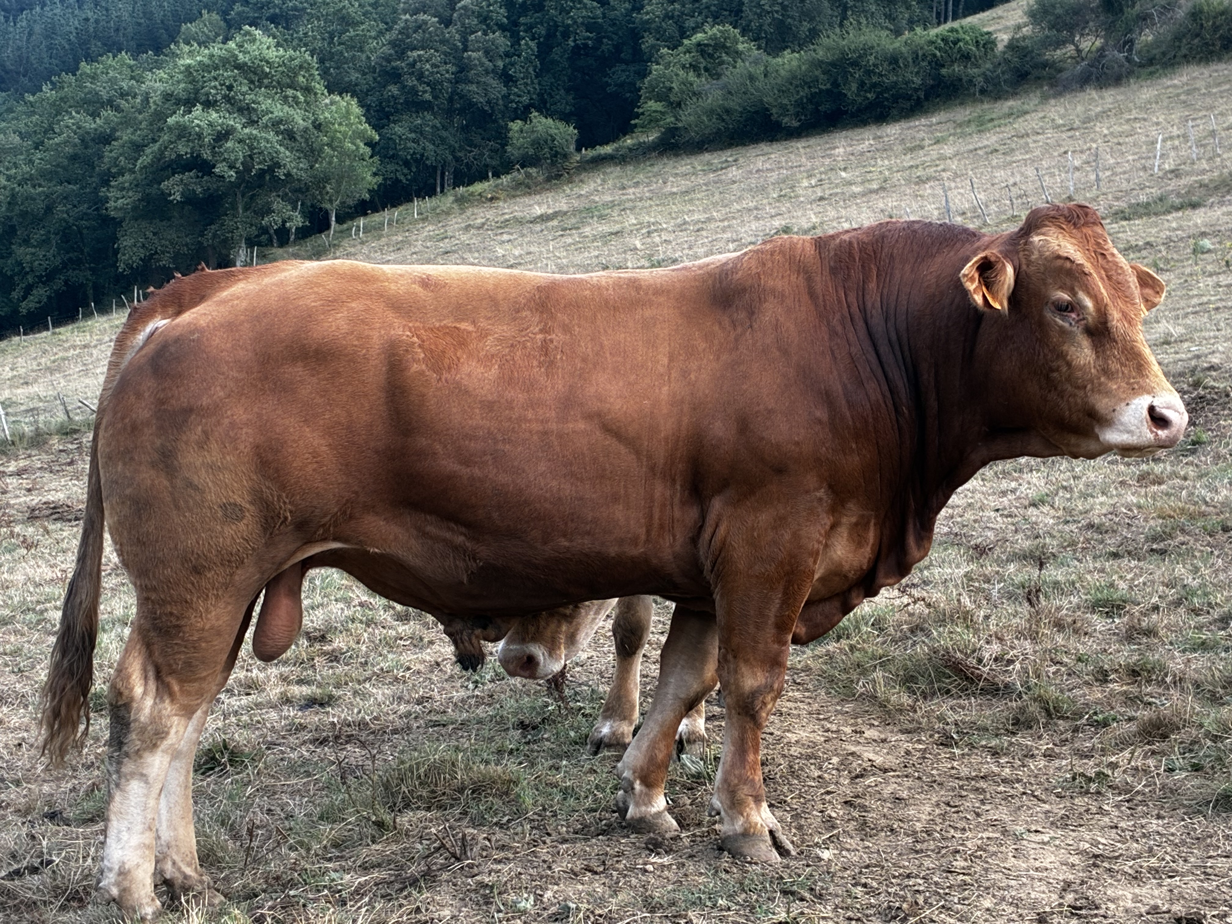 Toro limusin con carta en Bizkaia - imagen 1