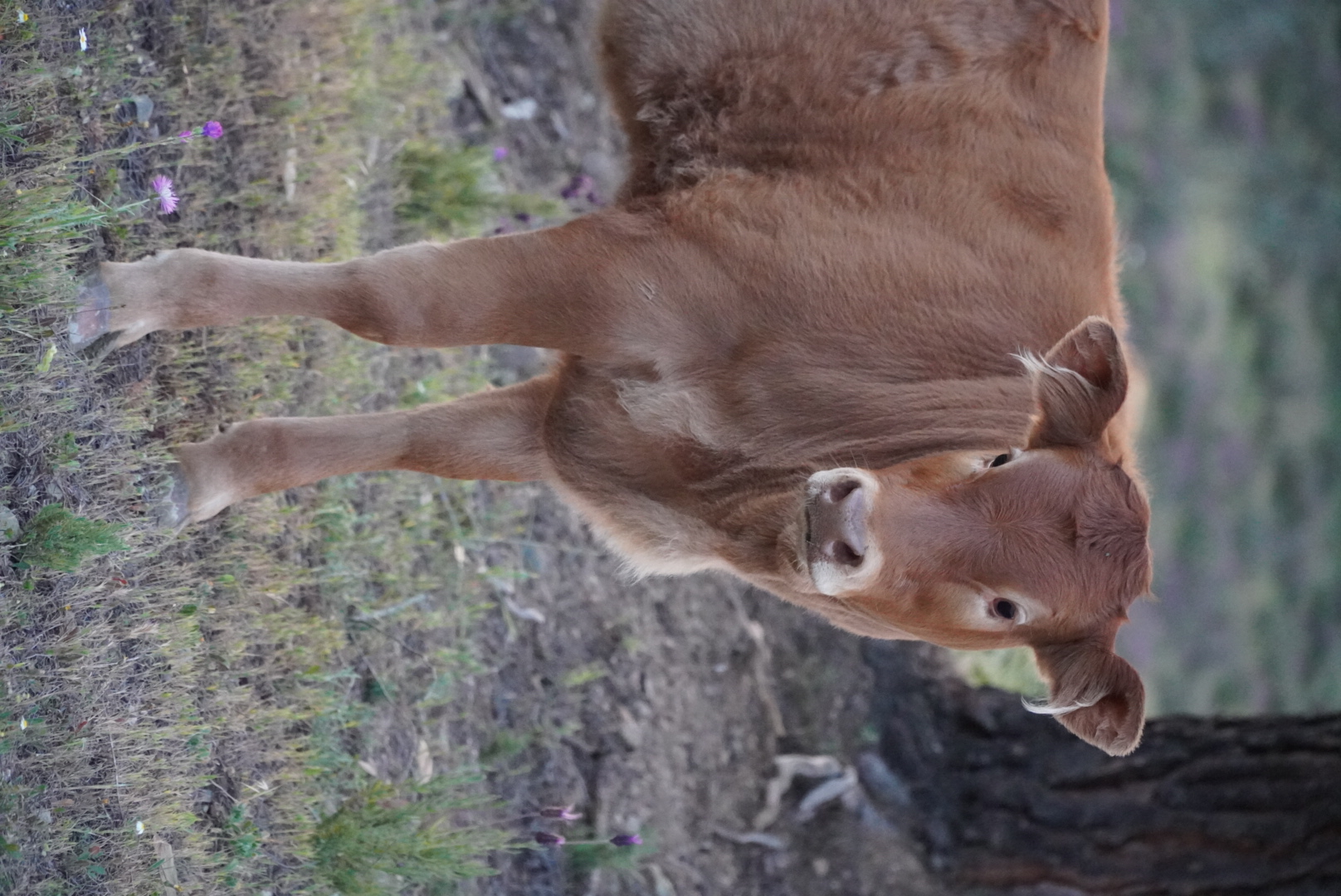 Becerras limousin ecológicas seleccionadas en Huelva - imagen 4