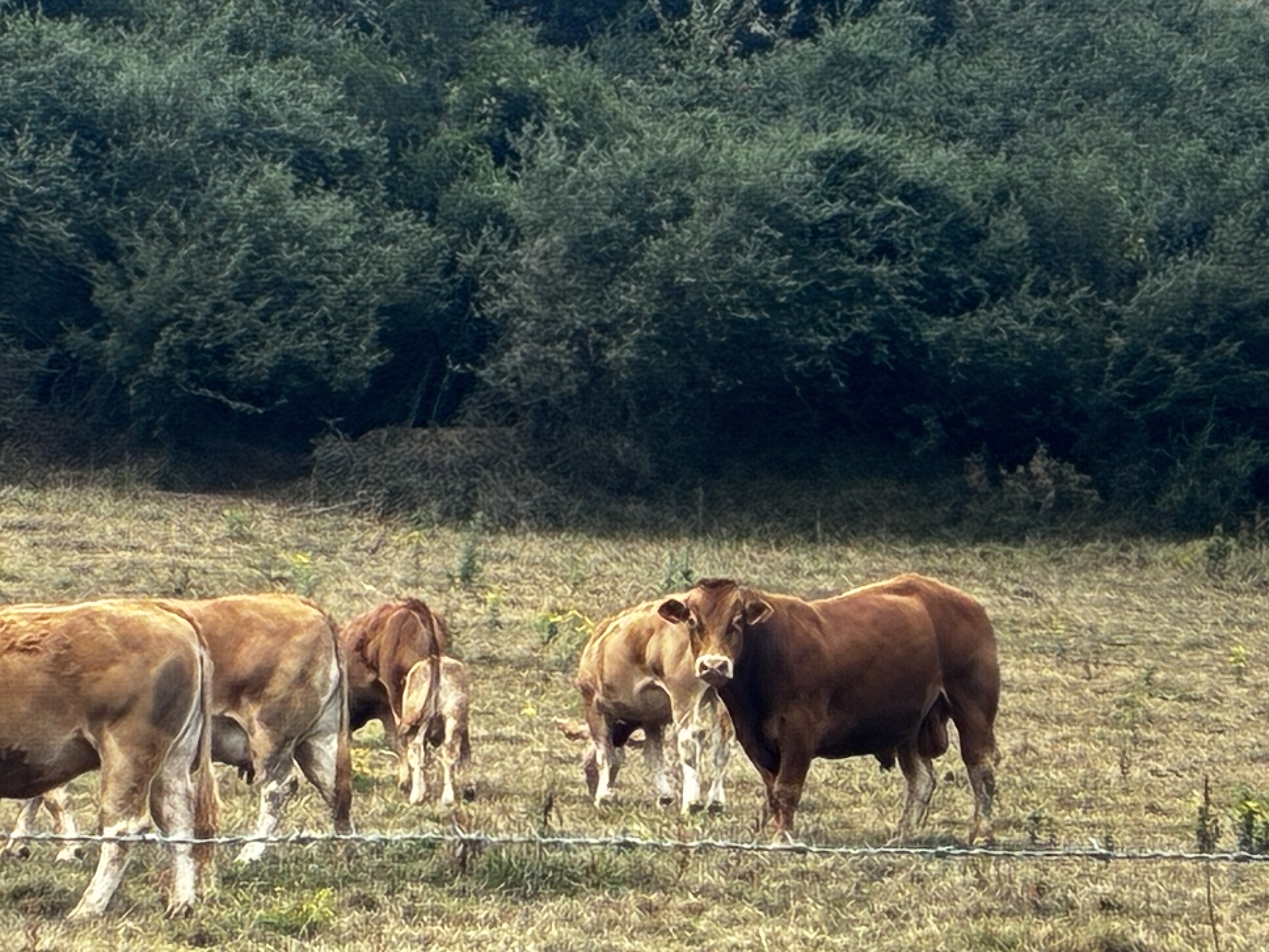 Toro limusin con carta en Bizkaia - imagen 3
