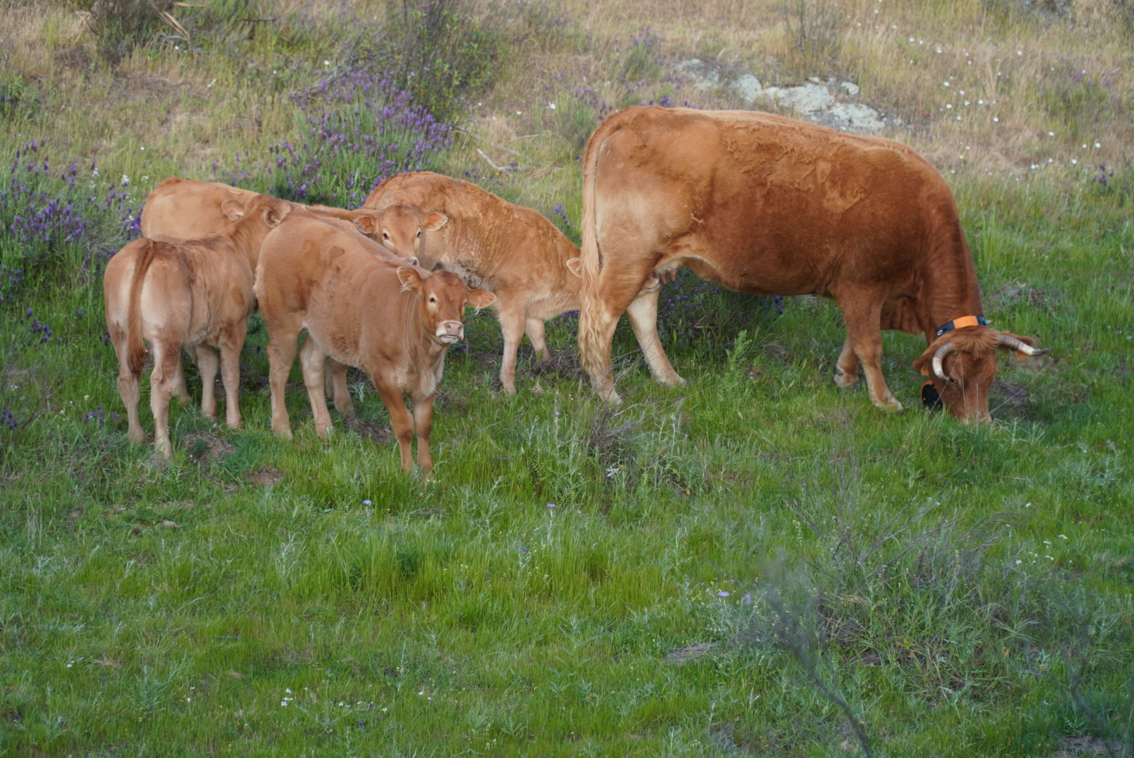 Becerras limousin ecológicas seleccionadas en Huelva - imagen 2