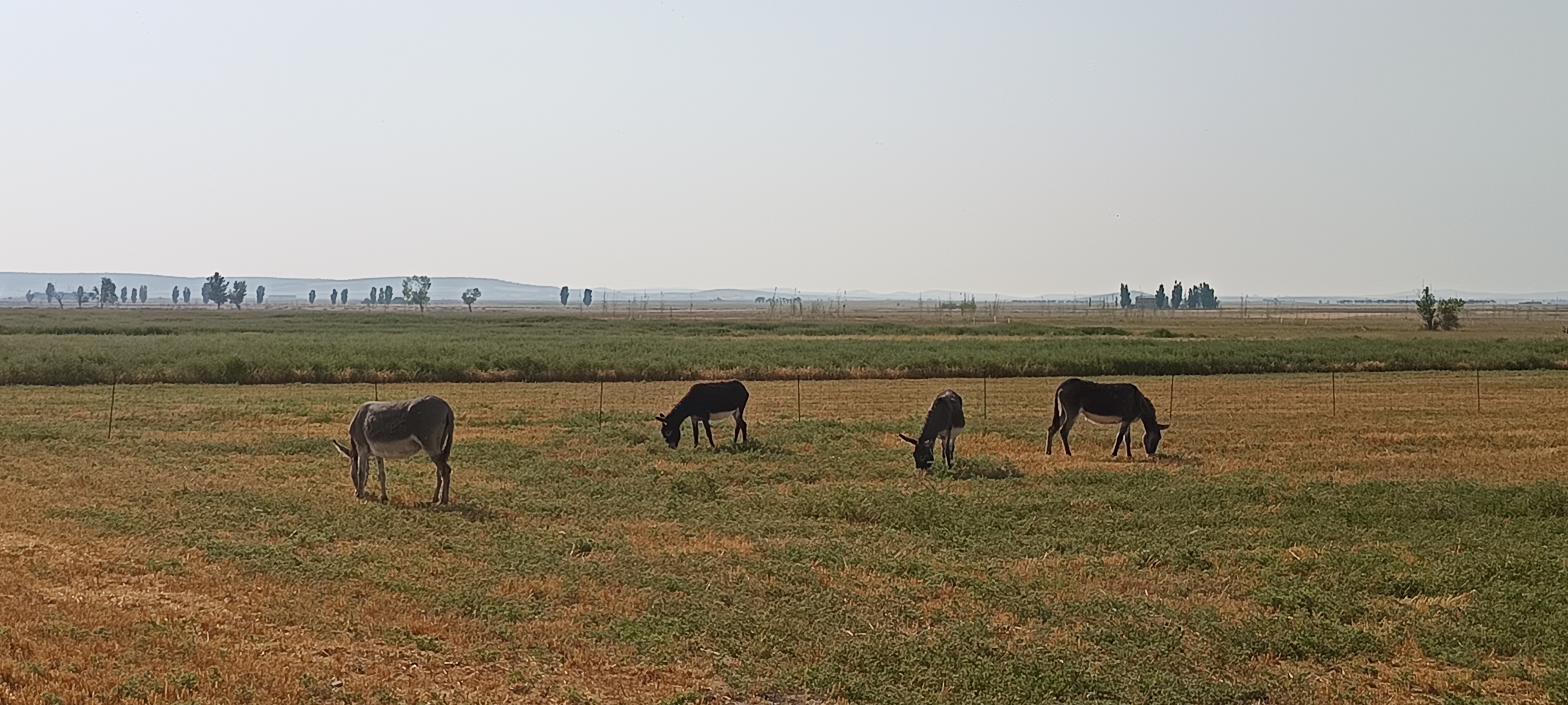 Burros en Teruel - imagen 3