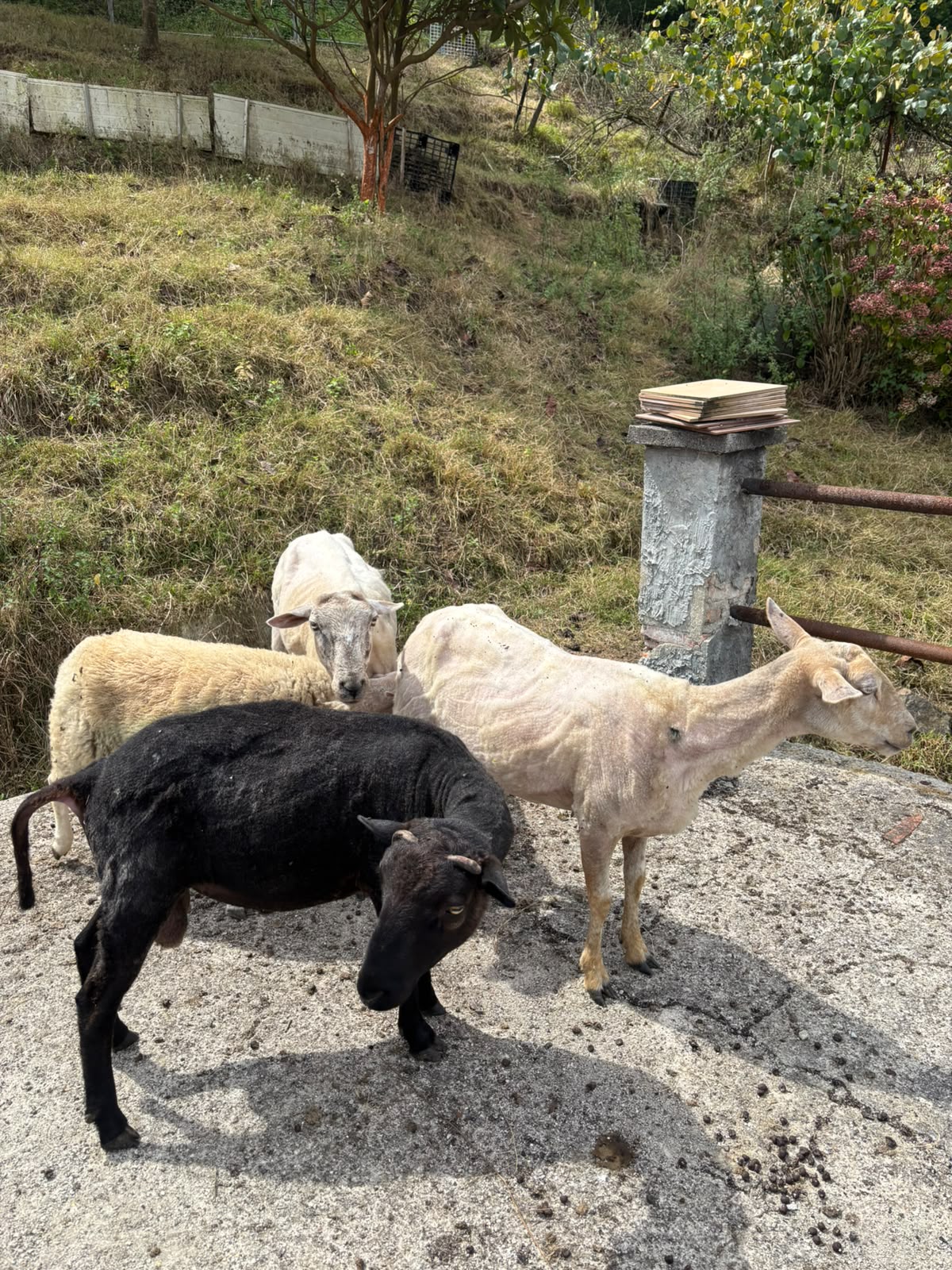 Ovejas y cordero en Asturias - imagen 5