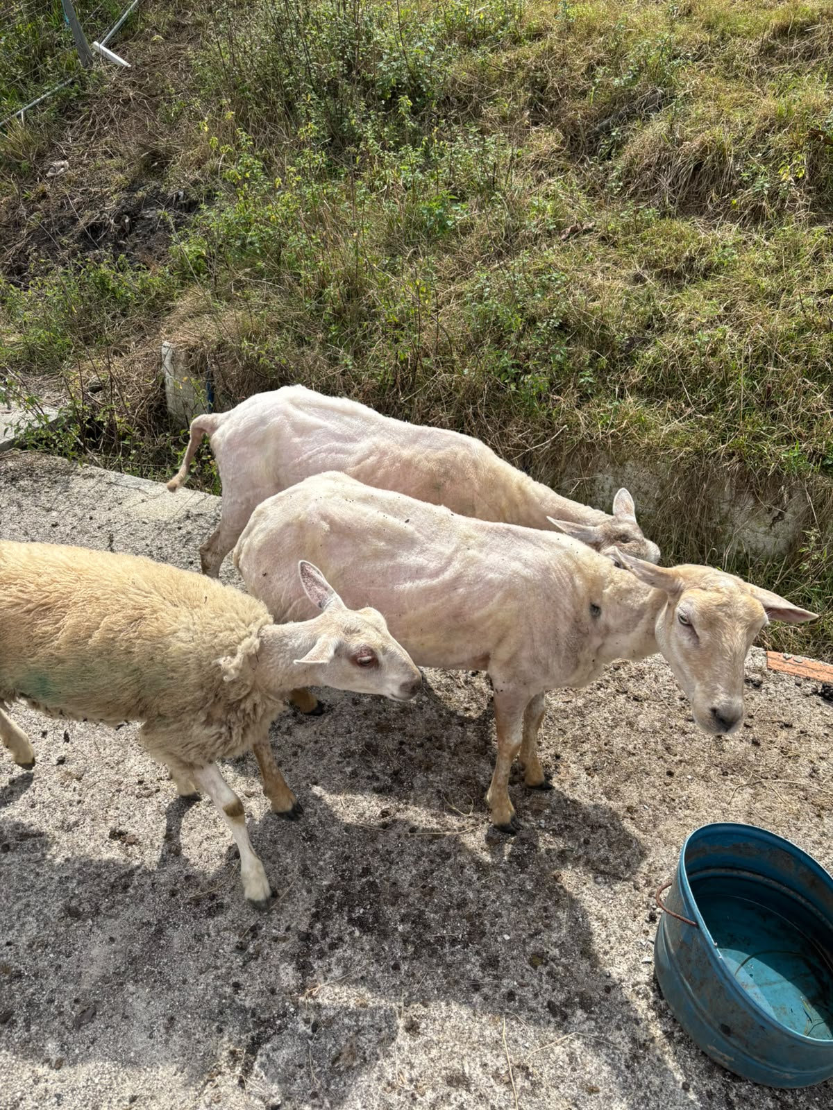 Ovejas y cordero en Asturias - imagen 4