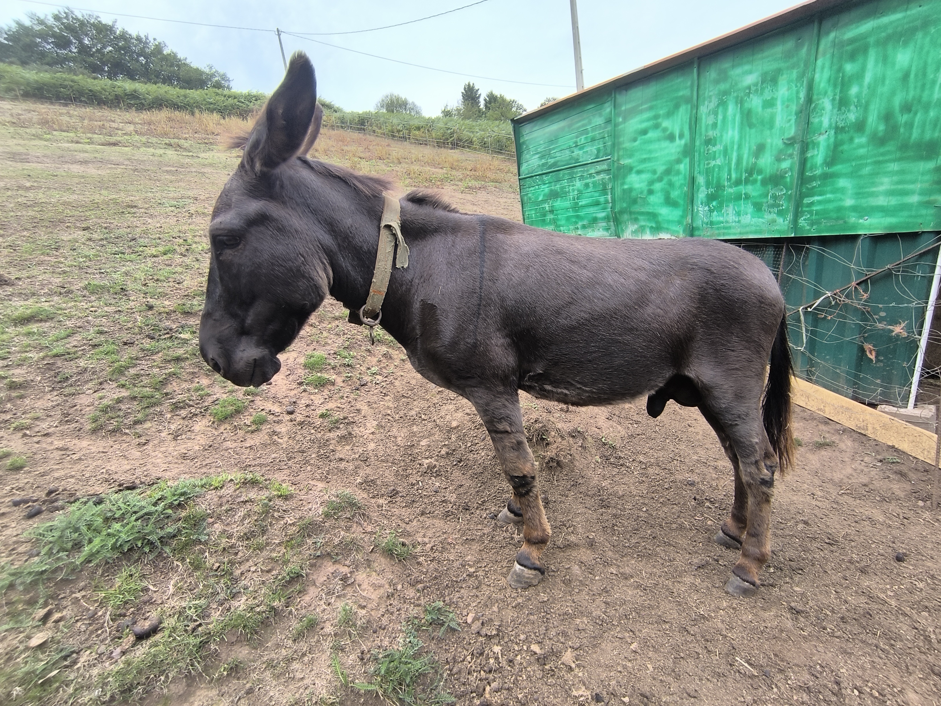 burro en Asturias - imagen 2
