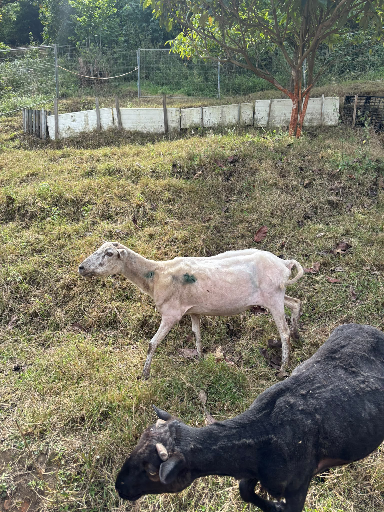 Ovejas y cordero en Asturias - imagen 2
