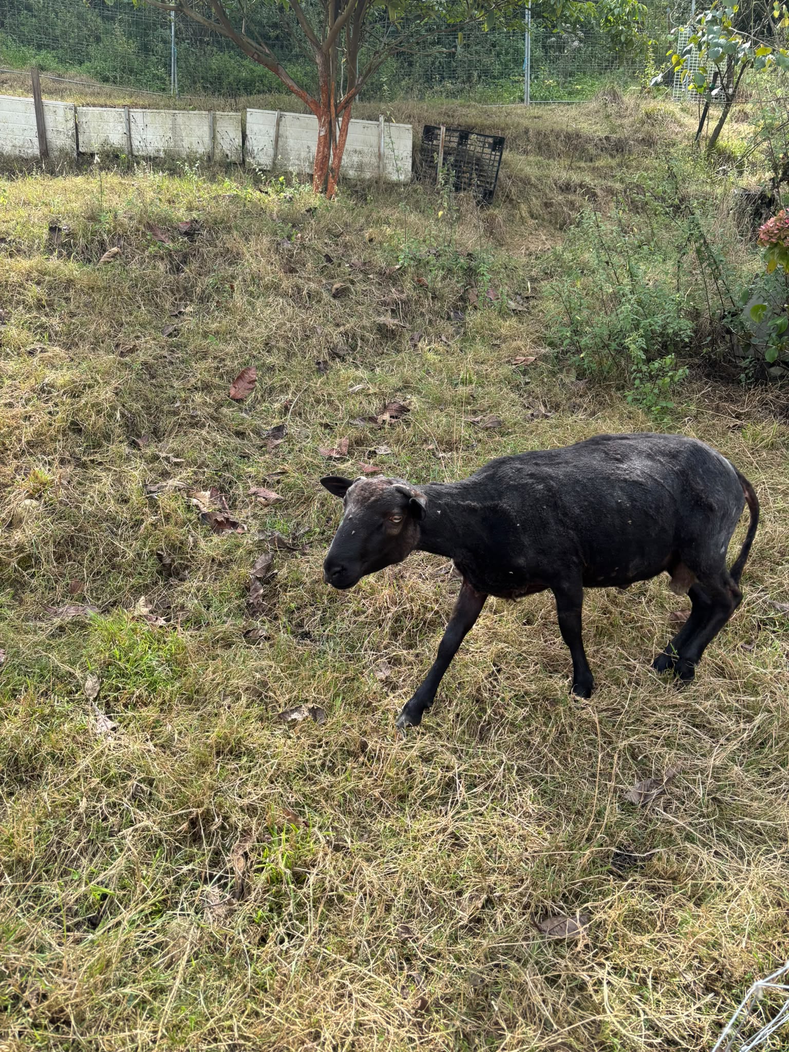 Ovejas y cordero
