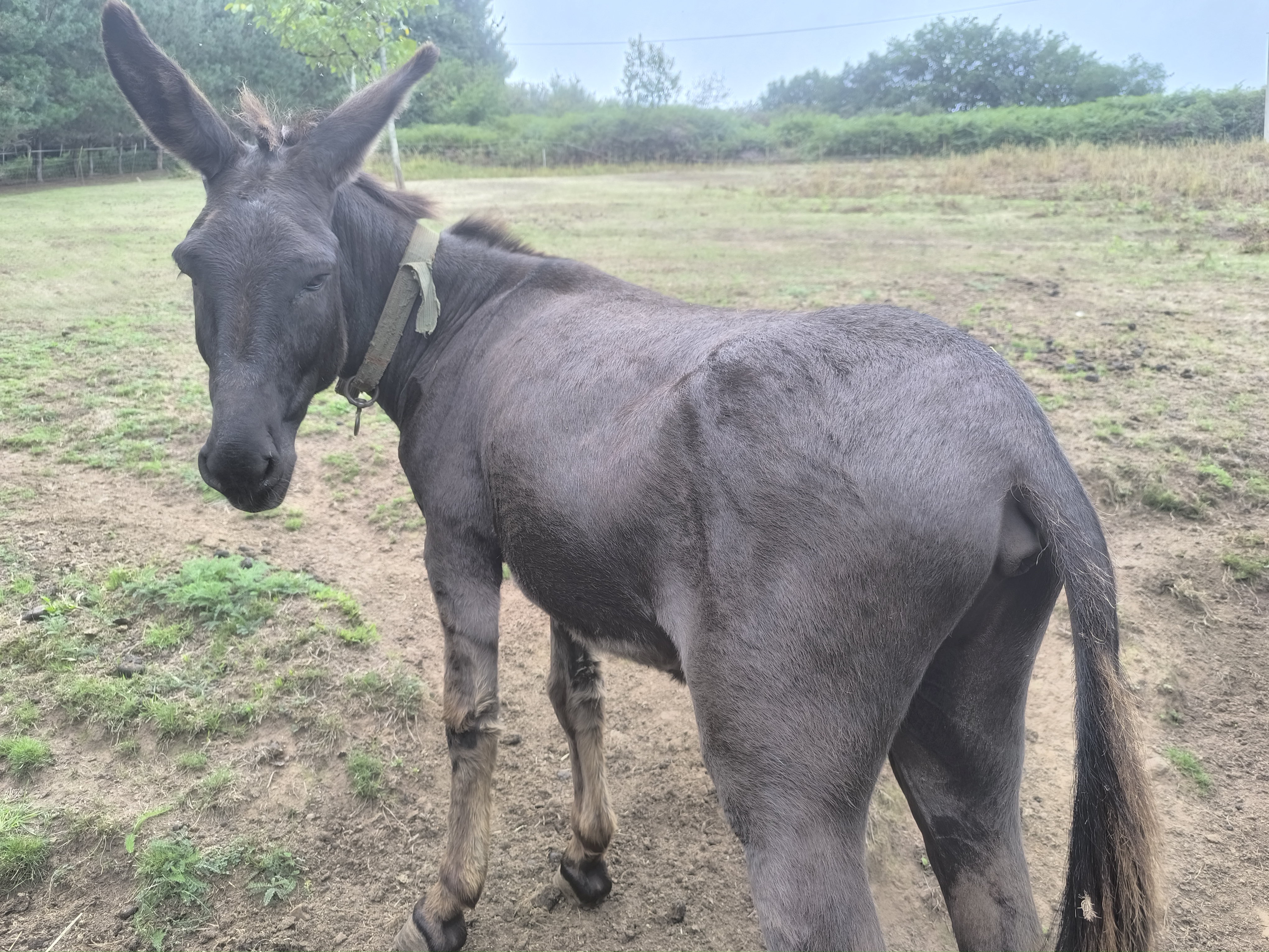 burro en Asturias - imagen 3