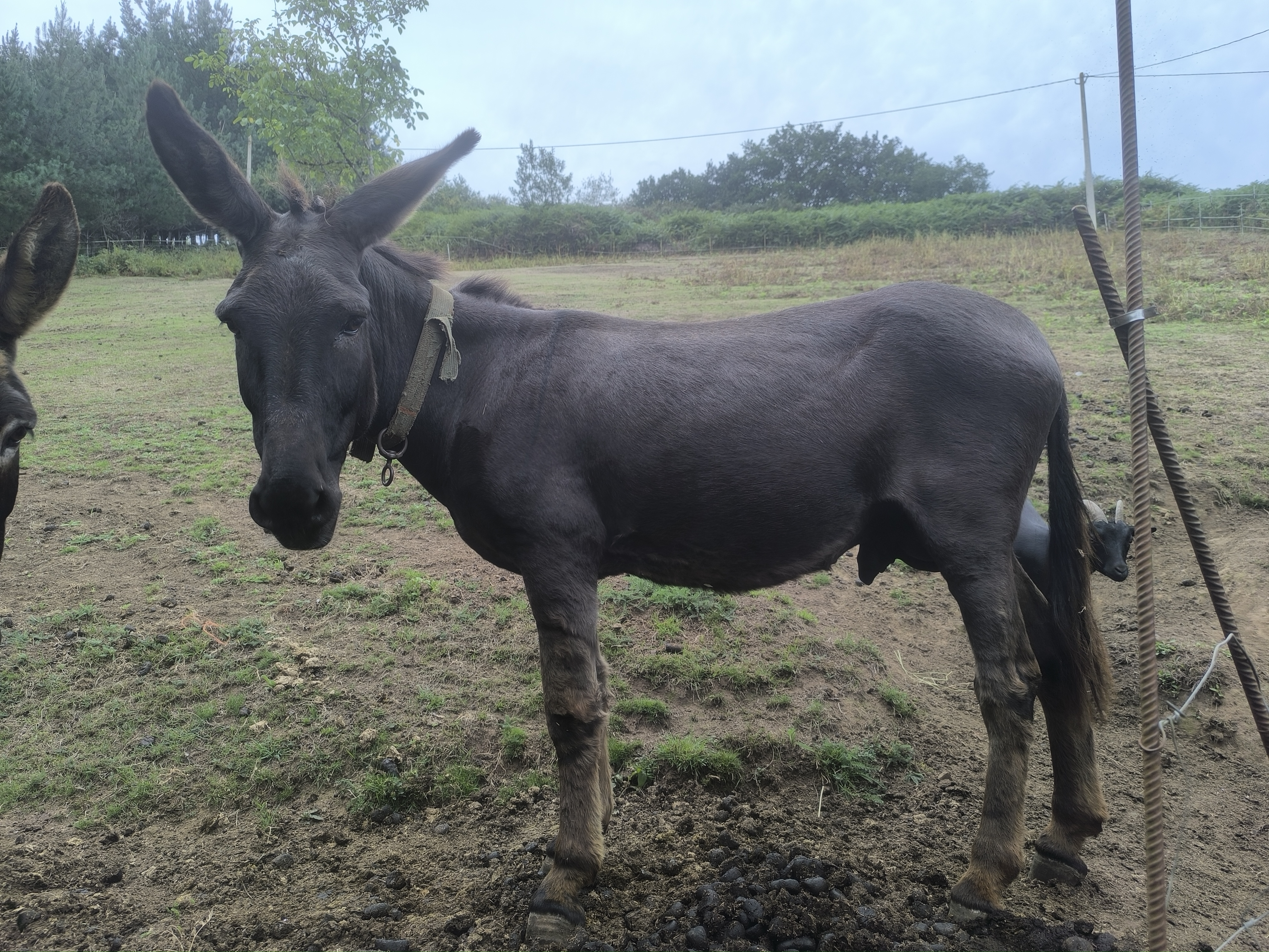 burro