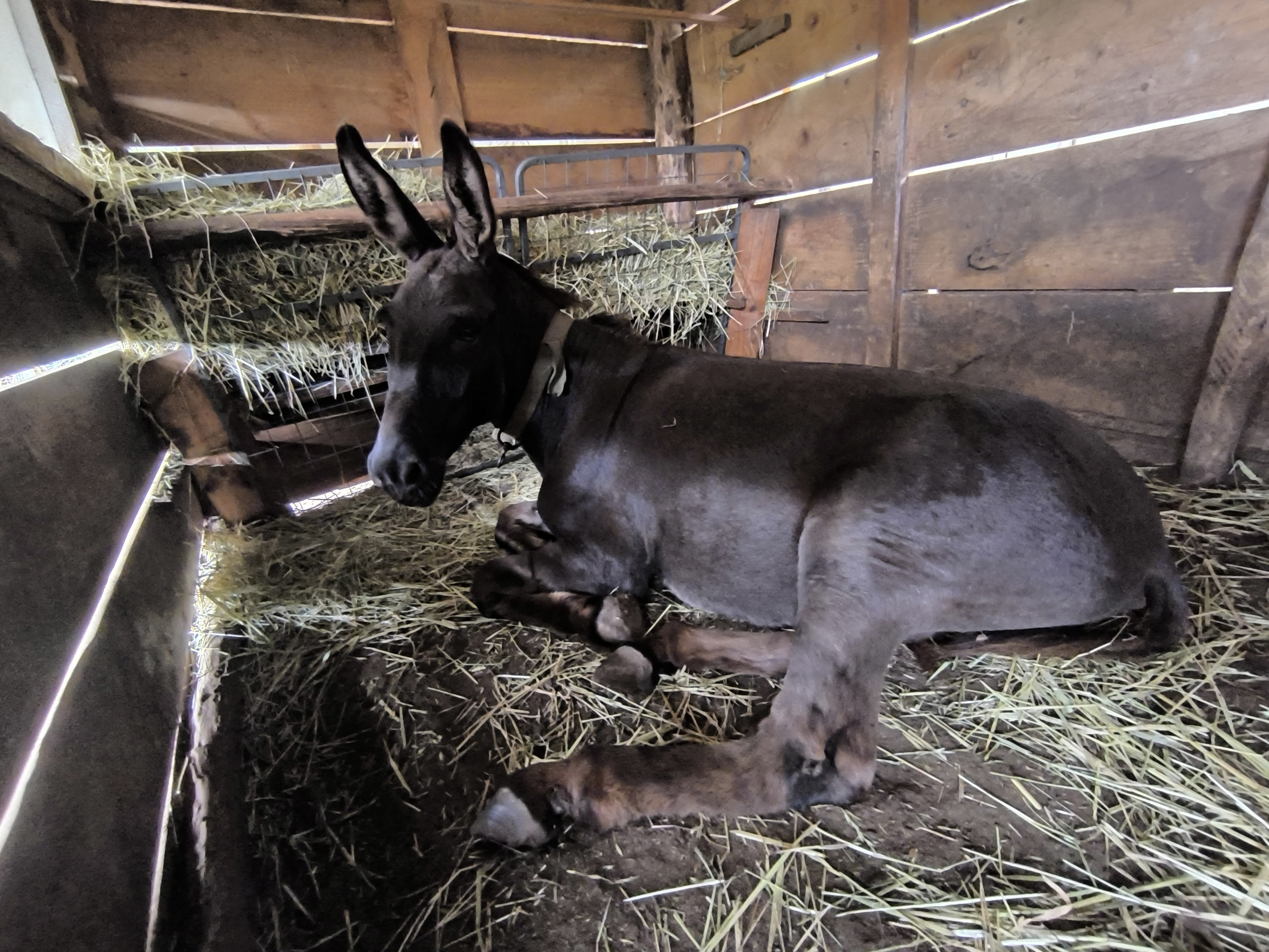 burro en Asturias - imagen 4