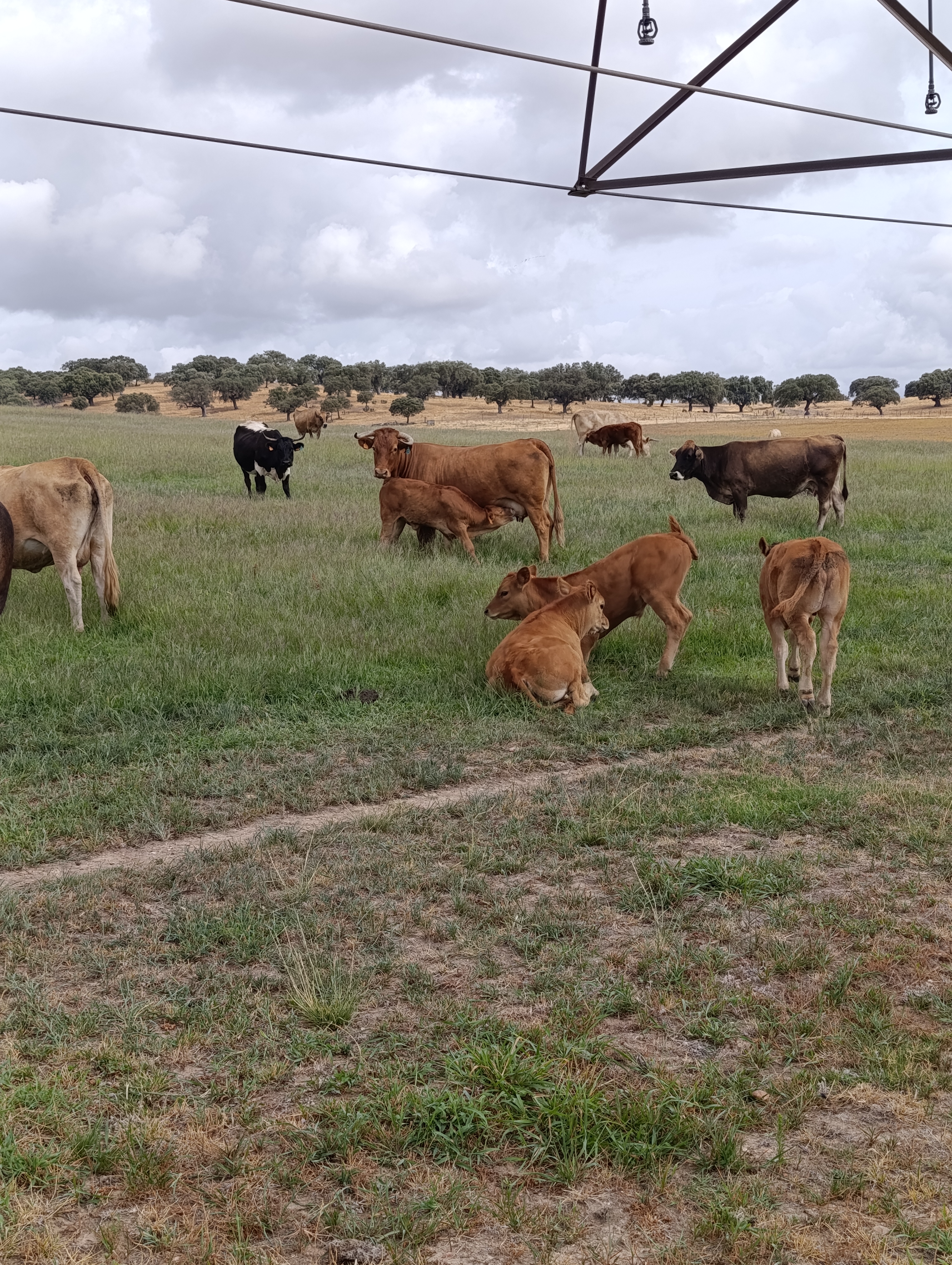 SE VENDEN VACAS CRUZADAS en Cáceres - imagen 6