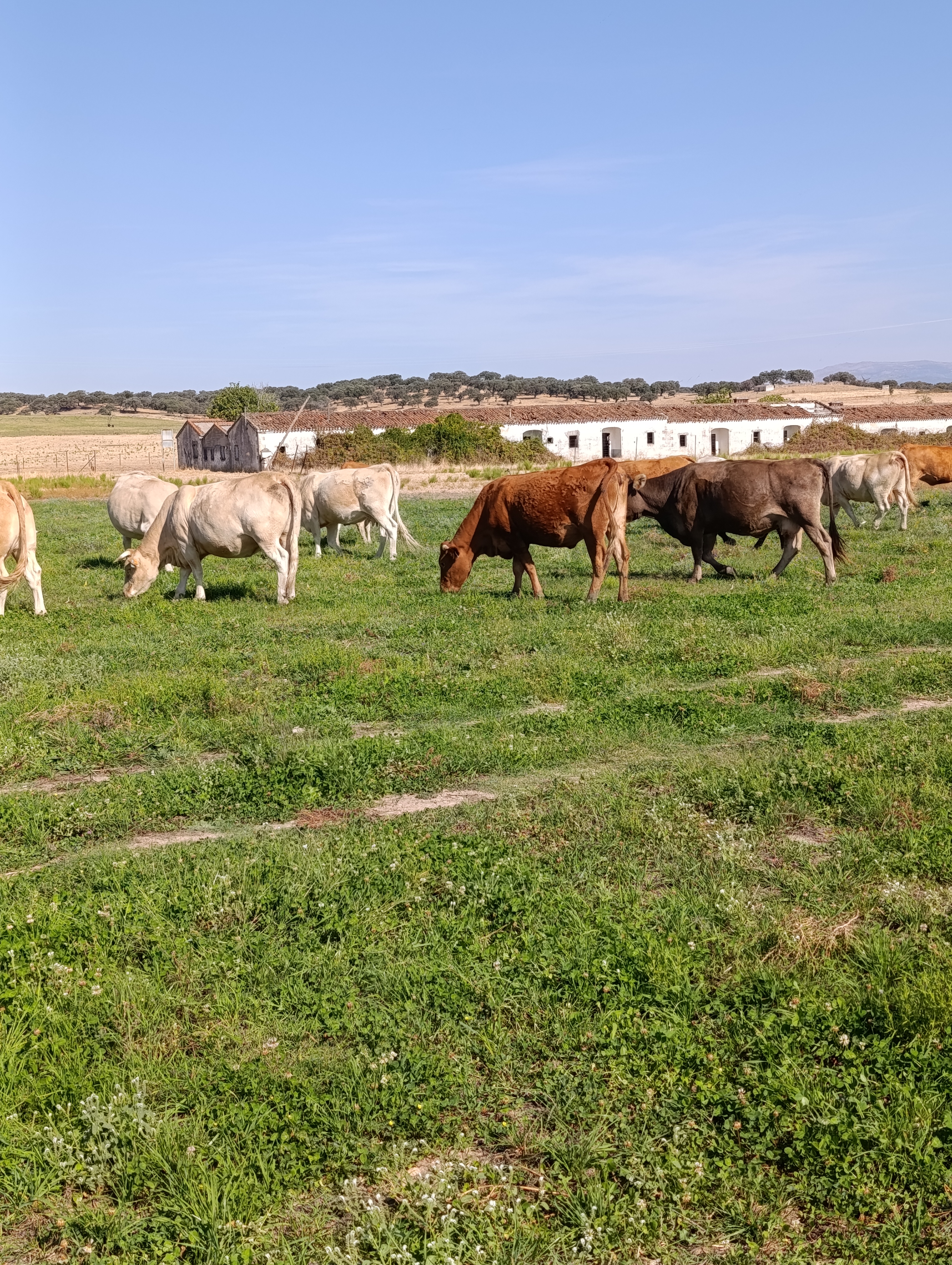 SE VENDEN VACAS CRUZADAS en Cáceres - imagen 2