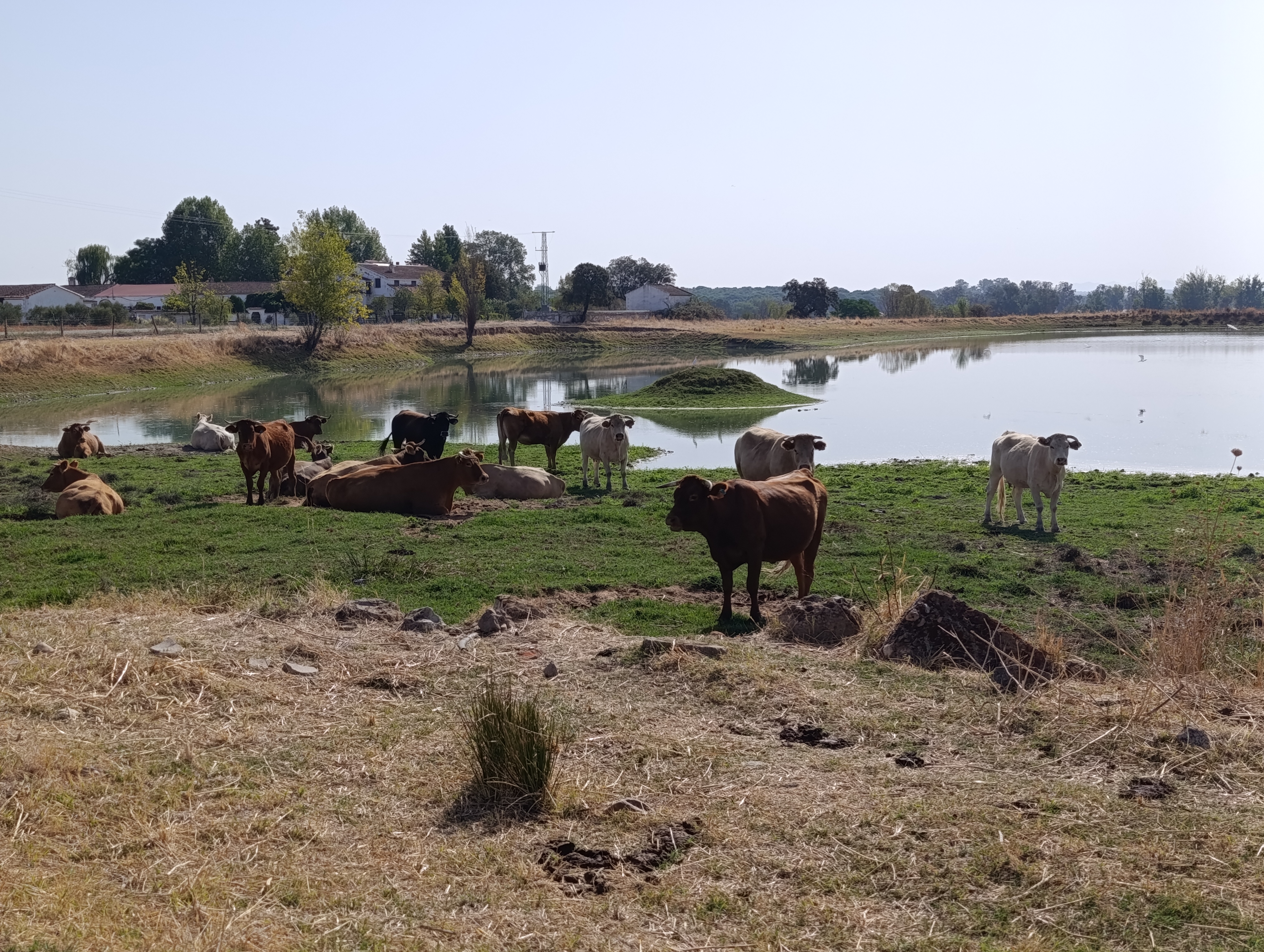 SE VENDEN VACAS CRUZADAS en Cáceres - imagen 4