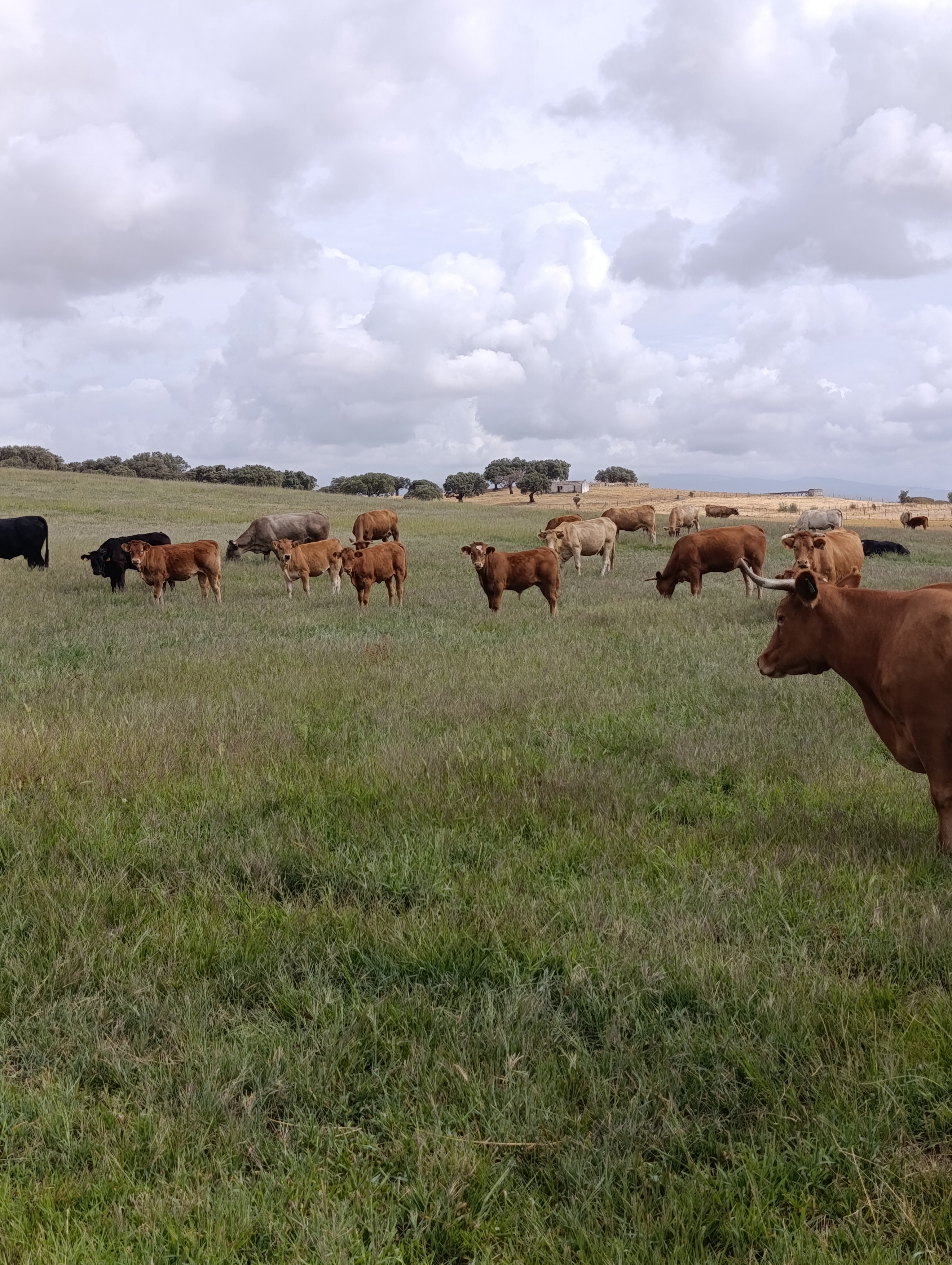 SE VENDEN VACAS CRUZADAS en Cáceres - imagen 5