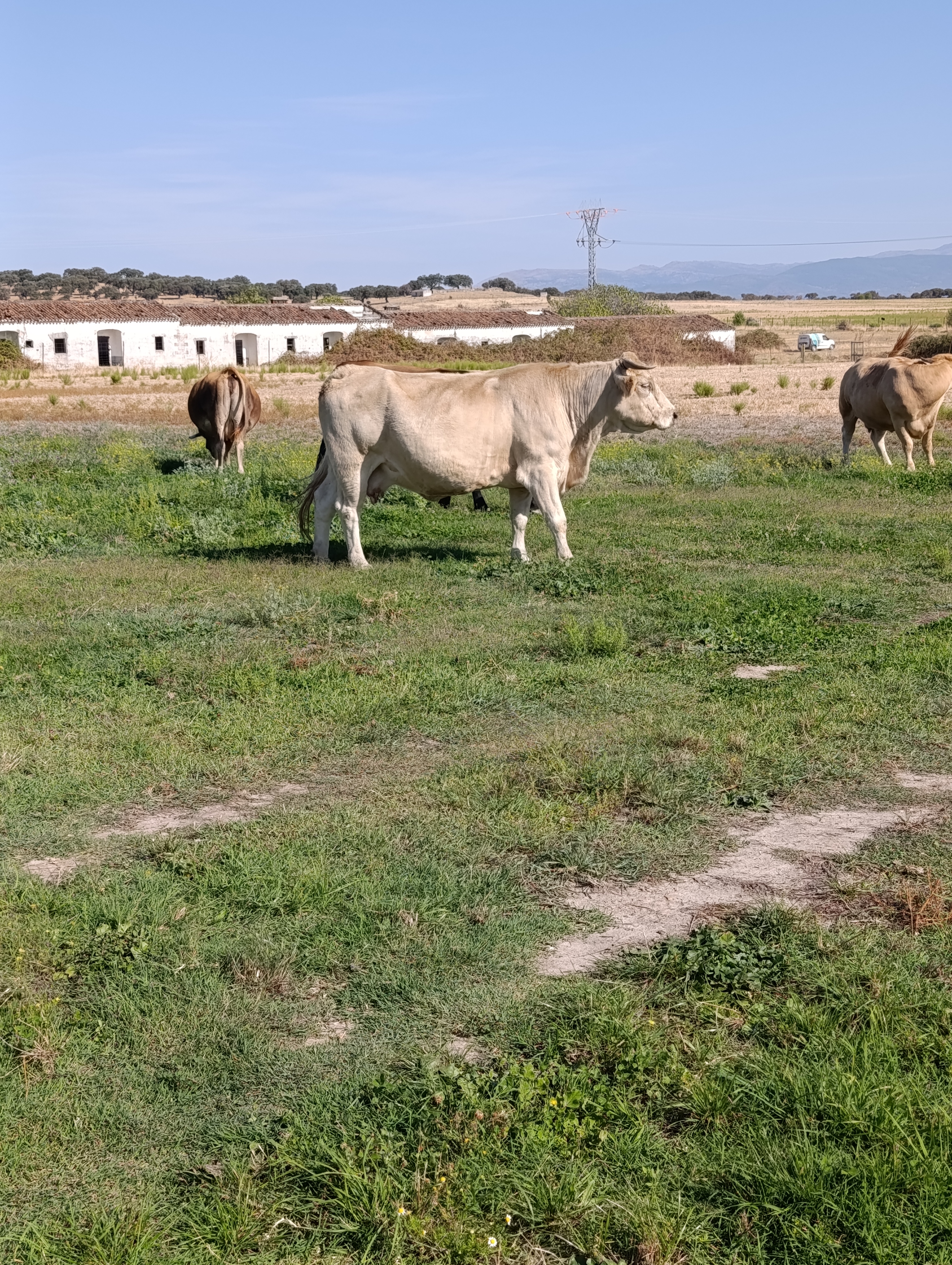 SE VENDEN VACAS CRUZADAS