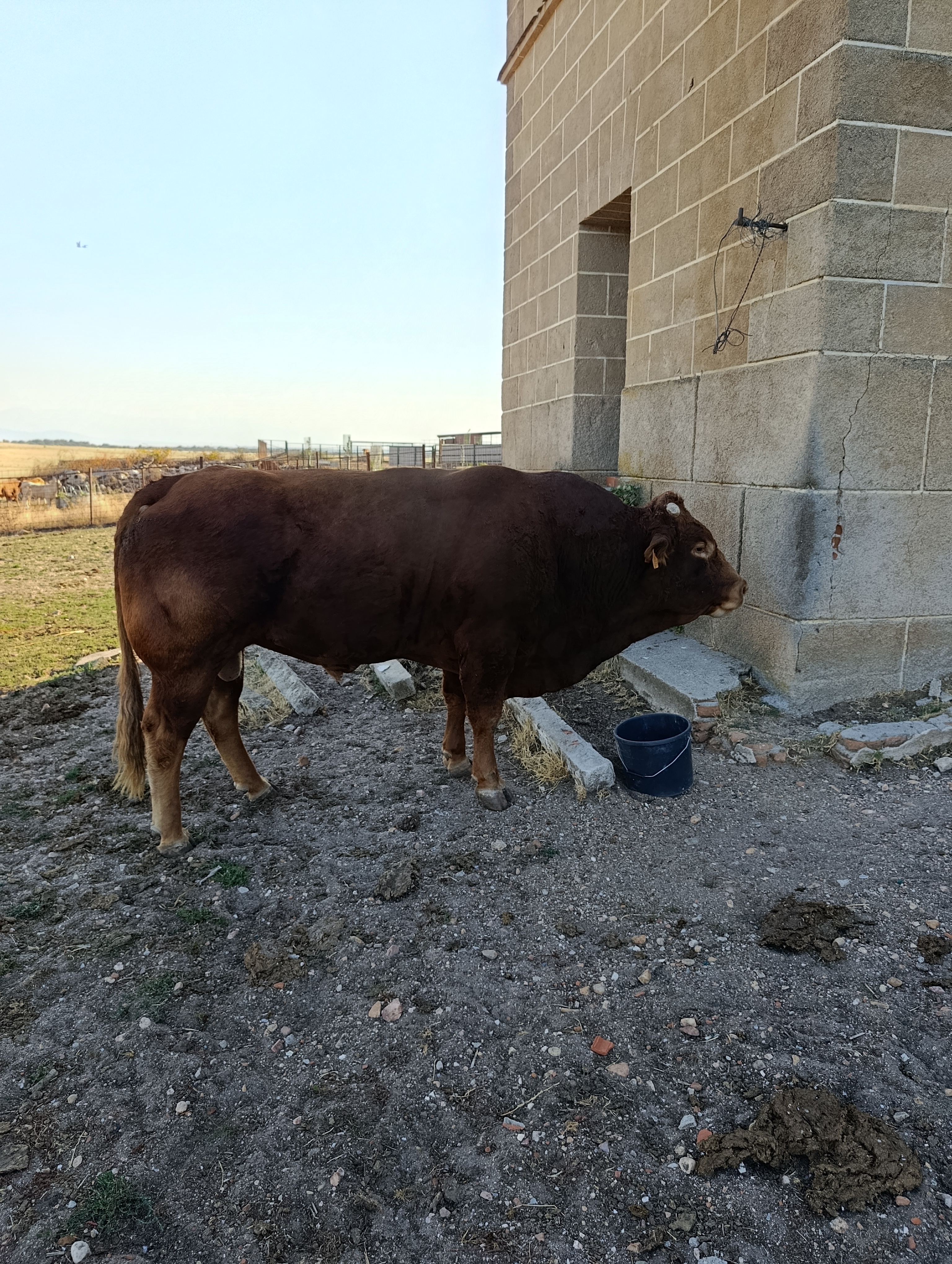 SE VENDEN VACAS CRUZADAS en Cáceres - imagen 3