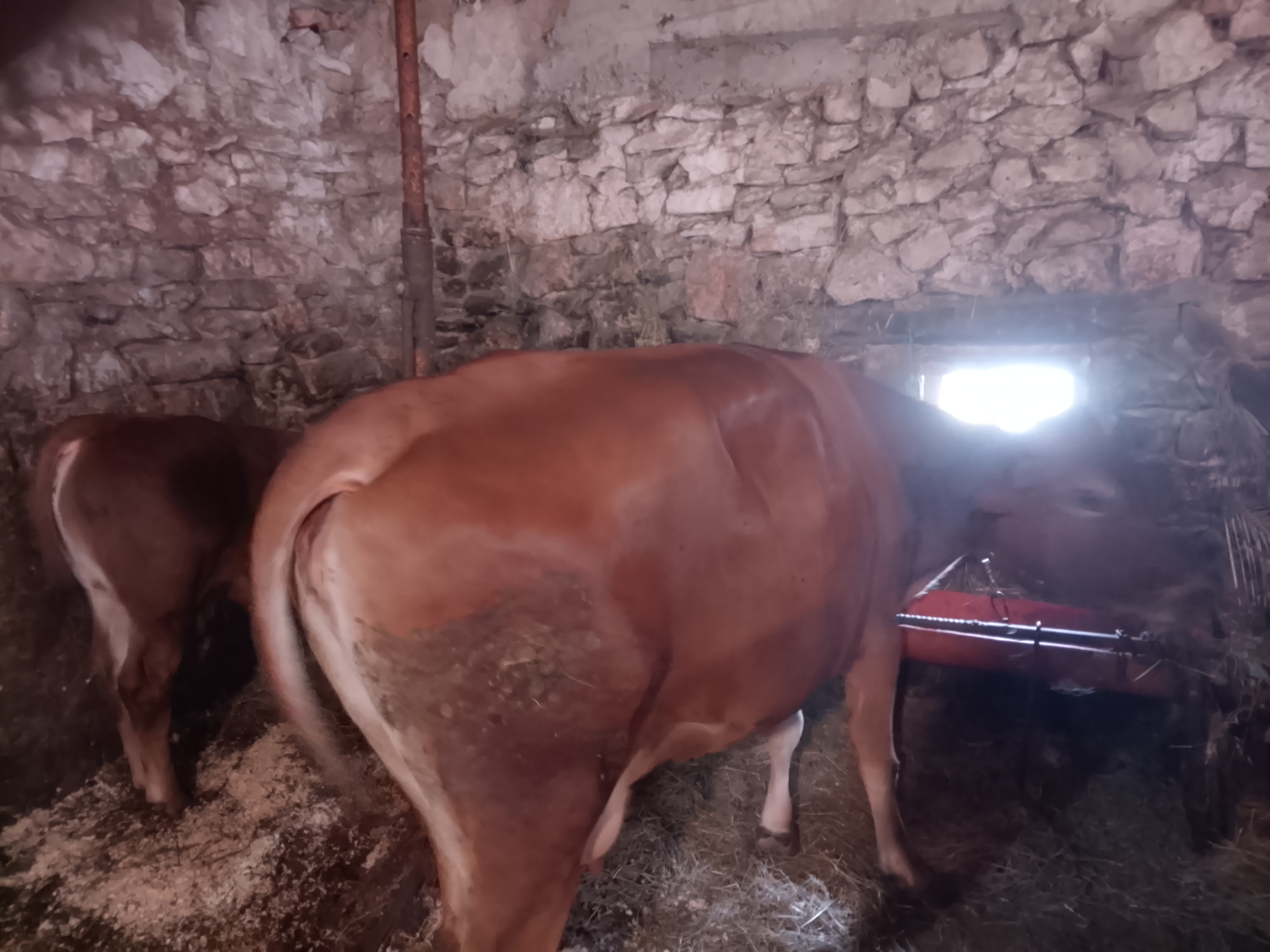 Vaca jersey con cría en Bizkaia