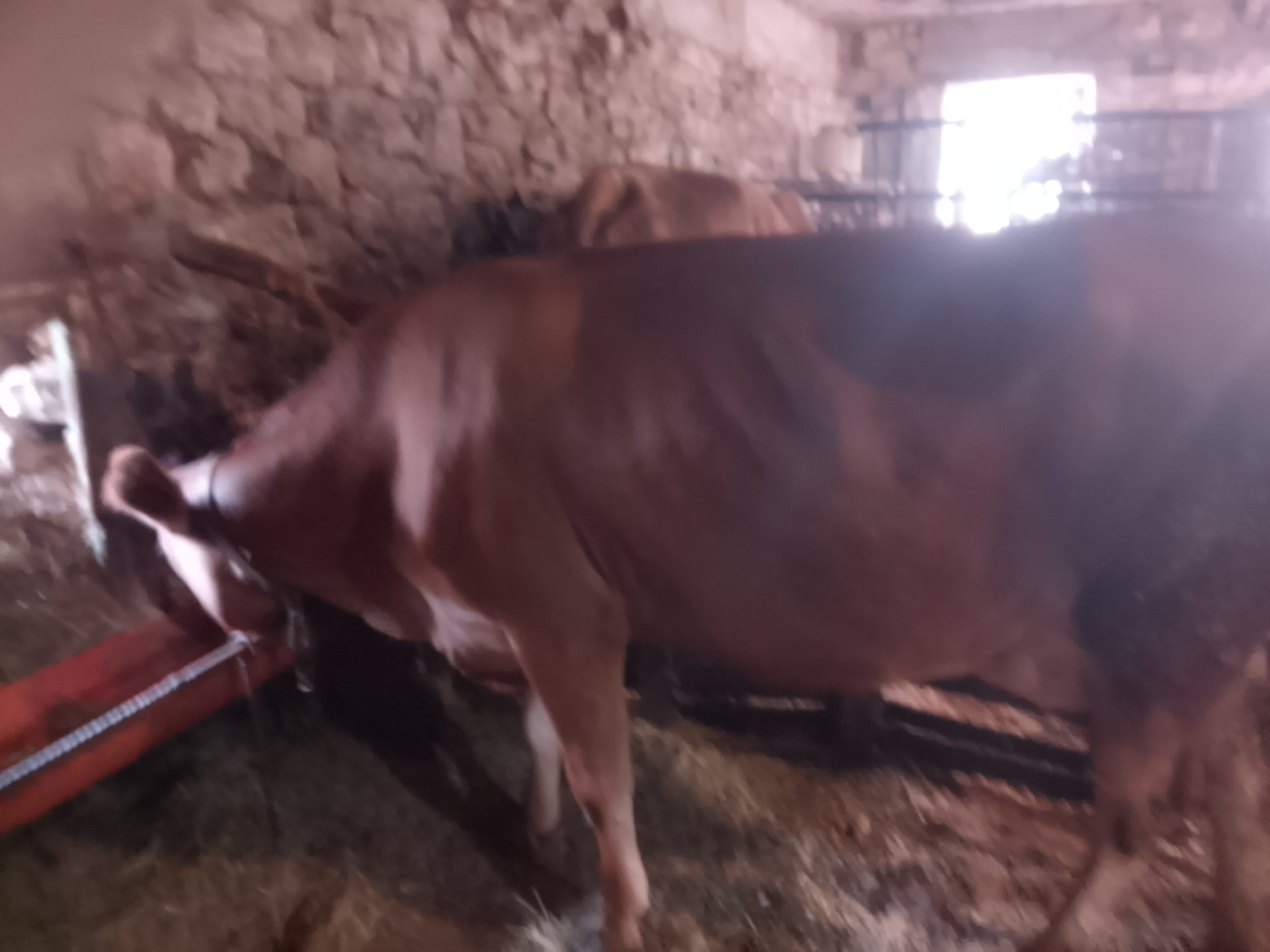 Vaca jersey con cría en Bizkaia - imagen 2