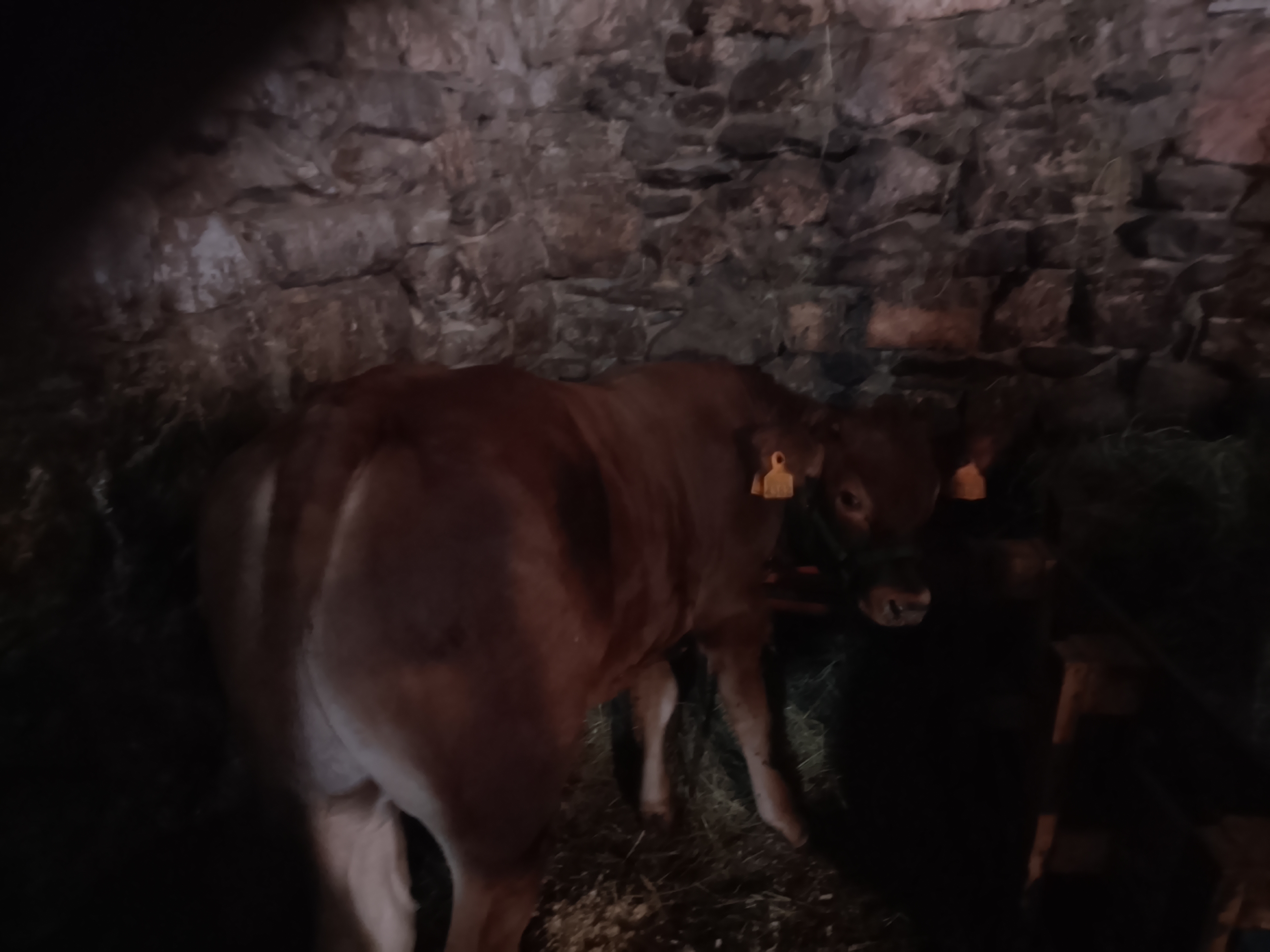 Vaca jersey con cría en Bizkaia - imagen 4