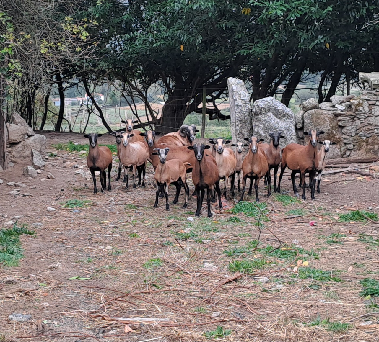 Ovejas y corderos de Camerún en La Coruña