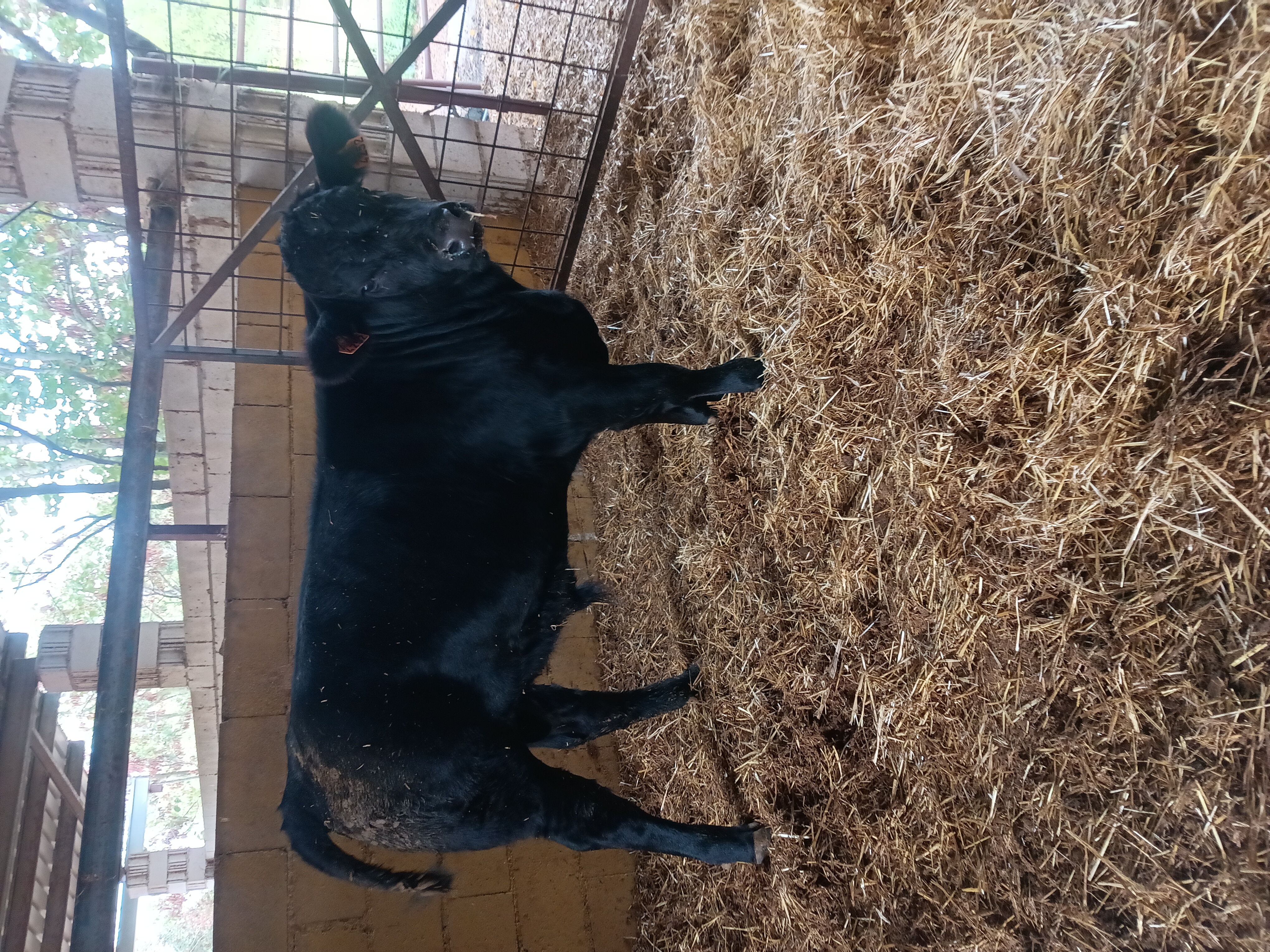 Ternero Angus