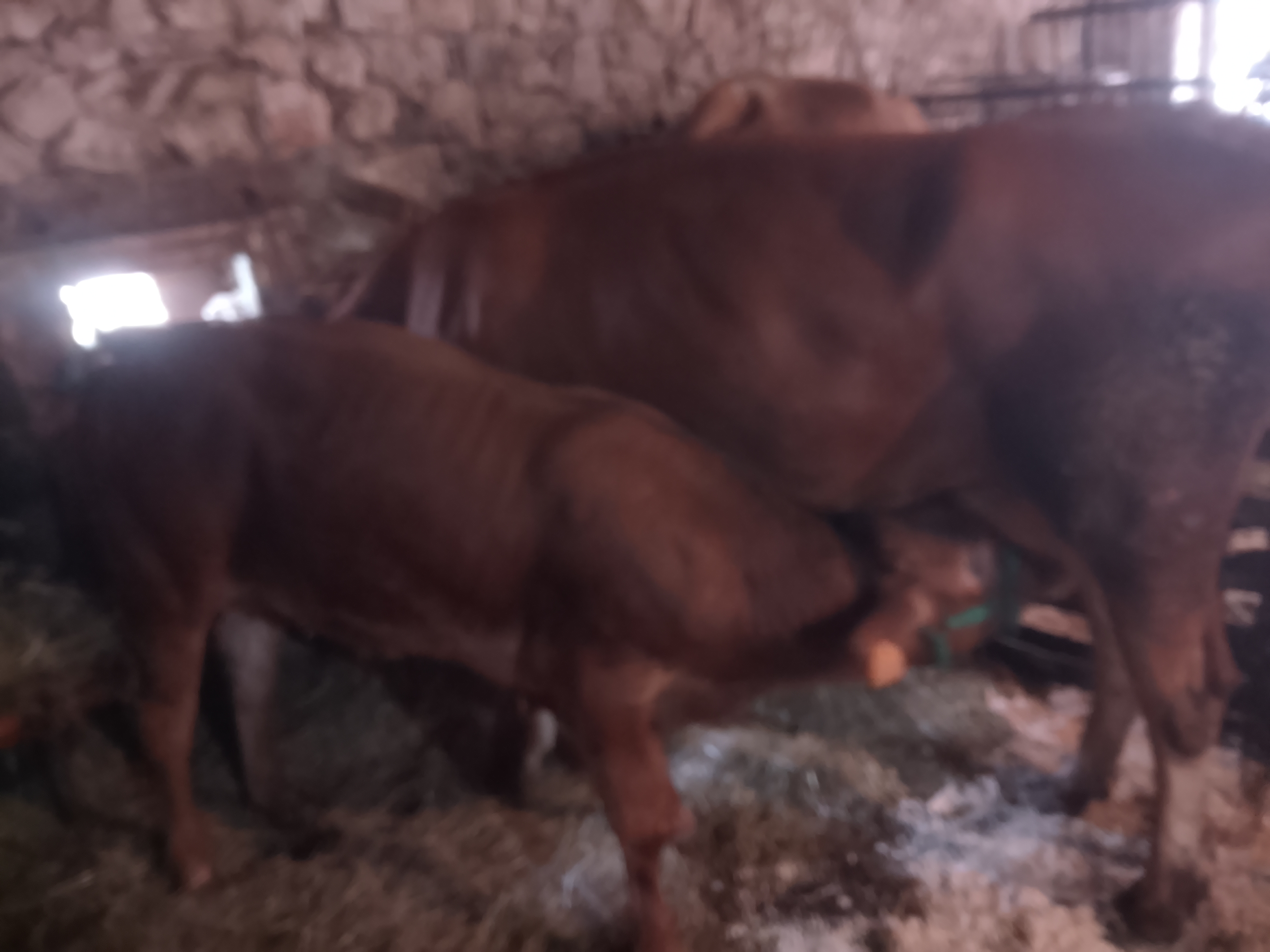 Vaca jersey con cría en Bizkaia - imagen 3